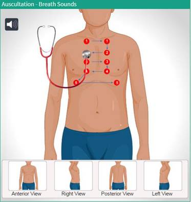 Auscultation Breath Sounds